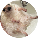 Frida Johanne Meyer profile picture